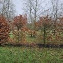 Fagus sylvatica - 1