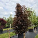 Acer plat. 'Crimson King' - Foto 2