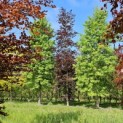 Fagus sylvatica 'Atropunicea' - juni 2024
