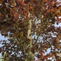 Fagus sylvatica 'Riversii' - 3