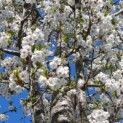 #106 Prunus Umineko Chinesische Kirsche