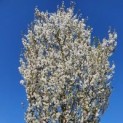 #106 Prunus Umineko Chinesische Kirsche
