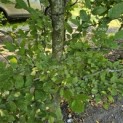 Carpinus betulus - 4