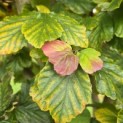 Parrotia persica - 2