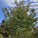 Parrotia persica - 4