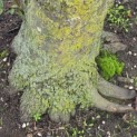 Carpinus betulus - sept 2026