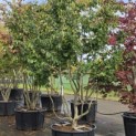 Parrotia persica - 5