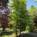 Carpinus betulus - mei 2026