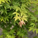Acer palmatum 'Osakazuki' - Foto 2