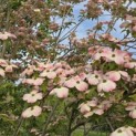 Cornus kousa 'Stellar Pink' - Foto 5