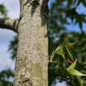 Liquidambar styraciflua 'Stared' - 2