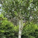 Betulus utilis Doorenbos (Jacquemontii) - 3
