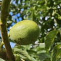 Juglans regia 'Coenen'' - Foto 3