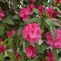Rhododendron yakushimanum 'Fantastica' - 3