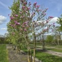Magnolia 'Betty' - Foto 1