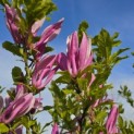 Magnolia 'Susan' - 4