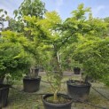 Gleditsia triacanthos ‘Sunburst' - Foto 1