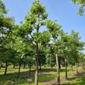 Platanus x hispanica - 3
