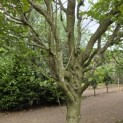 Carpinus betulus 'Frans Fontaine'   (Fastigiata) - 2