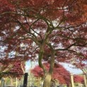 Acer palmatum 'Garnet' - 4