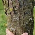 Gleditsia triacanthos 'Sunburst' - 3
