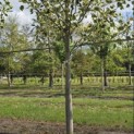Liriodendron tulipifera 'Snowbird' - Foto 2