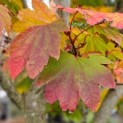 Acer japonicum 'Vitifolium' - Foto 1