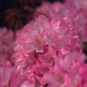 Rhododendron Yakushimanum ‘Pink Cherub’ - Foto 3