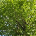 Pterocarya Stenoptera - kroon juni 2024
