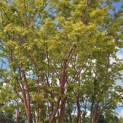 Acer palmatum 'Sangokaku' - Foto 1