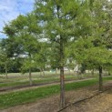 Taxodium distichum - 4