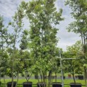 Quercus ilex - 3
