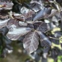 Fagus sylvatica 'Riversii' - 1