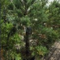 Sequoiadendron Giganteum Healthy Mammoth One - Foto 5