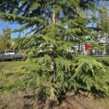 Cedrus deodara 'Aurea' - 2