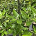 Quercus ilex - 6