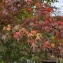 Acer palmatum - 4