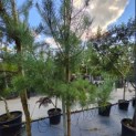 Pinus sylvestris - Foto 1