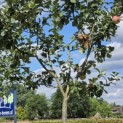 Malus domestica 'Zigeunerin' - Foto 6