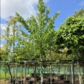 Tilia mongolica 'Buda' - Foto 1