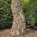 Quercus Suber - 3