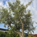 Quercus Suber - 2