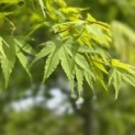 Acer palmatum - Foto 1