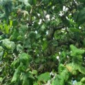 Corylus avellana 'Contorta' - Afbeelding 3