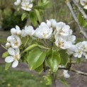 Pyrus c. 'Conference' - 1