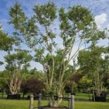 Heptacodium miconioides - Foto 2