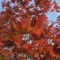 Acer palmatum 'Atropurpureum' - Foto 1