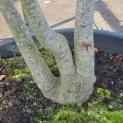 Cornus controversa - Foto 1