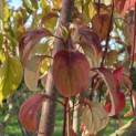 Cornus controversa - Foto 2