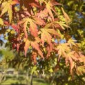 Acer palmatum - 2